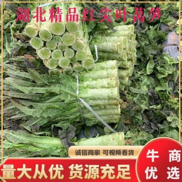 湖北莴苣，精品红尖叶莴笋基地直销，货源充足，支持视频看货