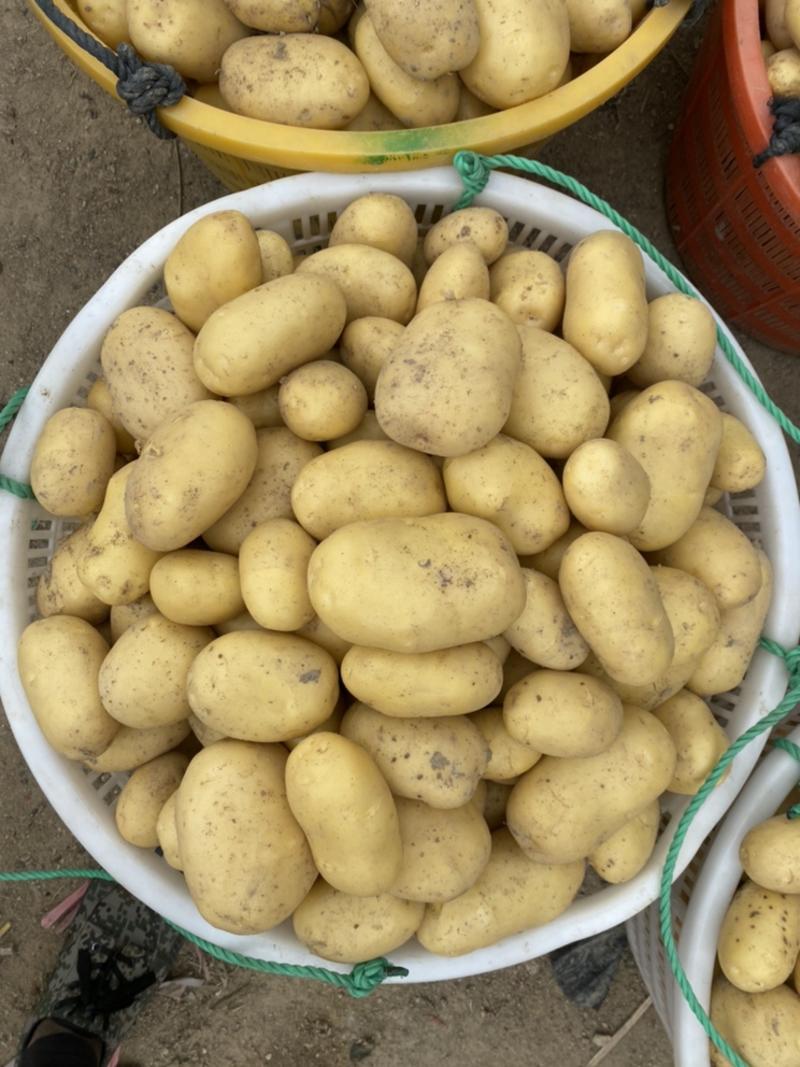 精品土豆黄皮黄心薯型好芽眼浅光滑好吃产地直发