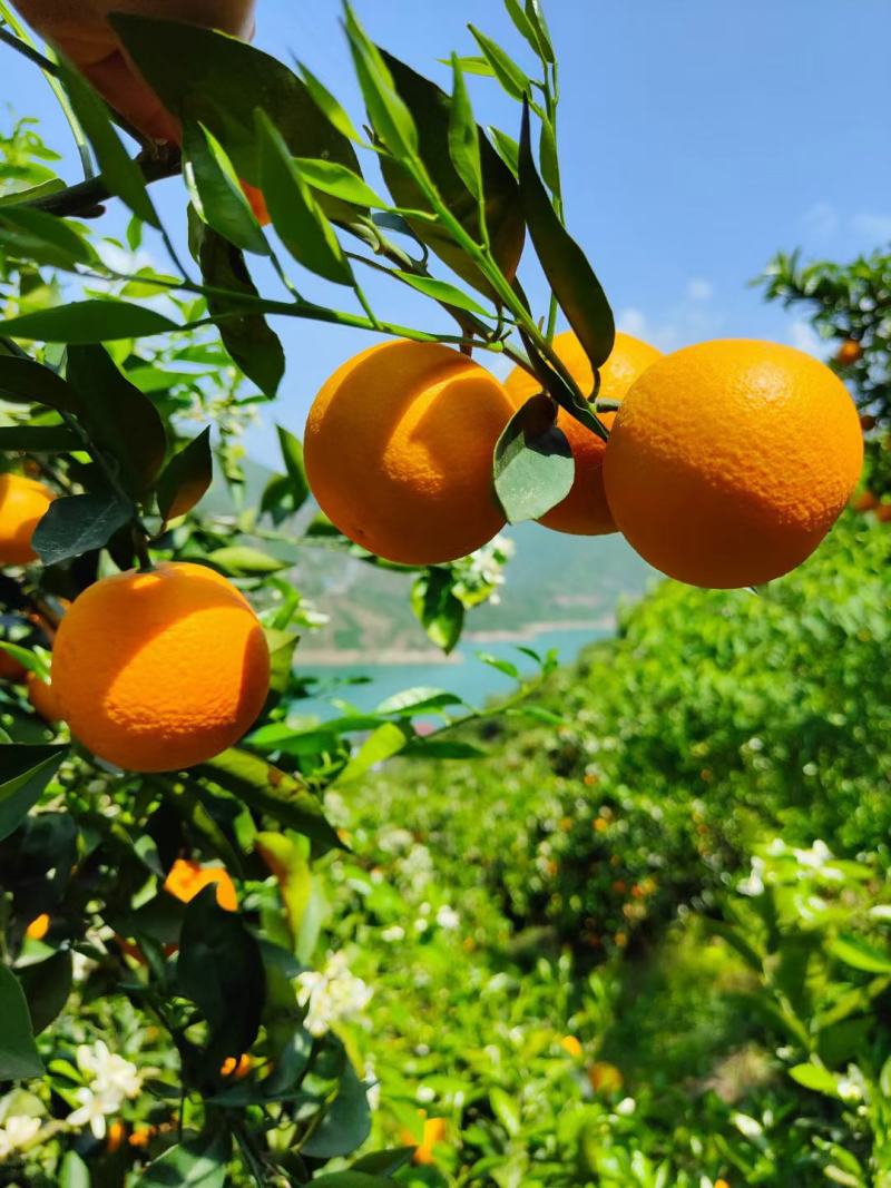 精品夏橙米奈夏橙秭归夏橙纯甜多汁果园看果采摘品质保障