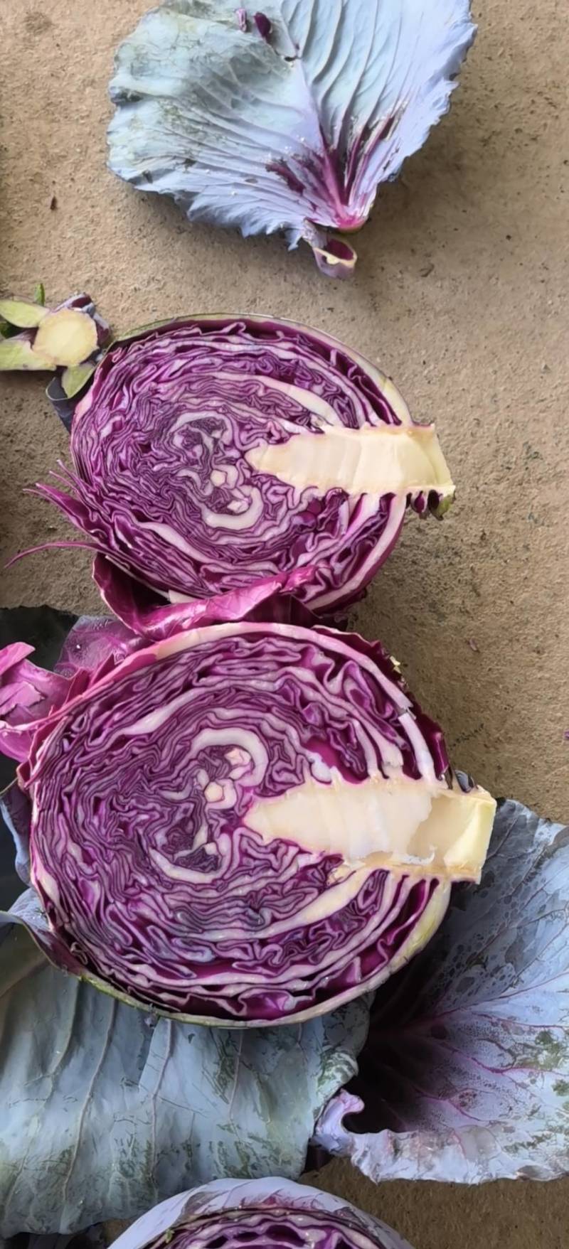 紫甘蓝