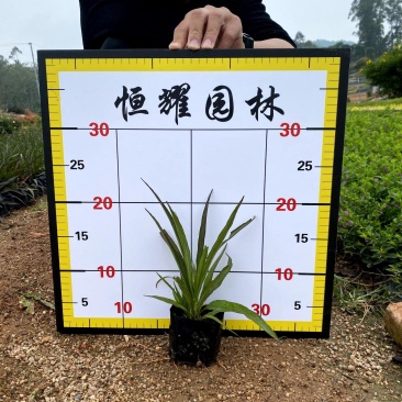 【矮化翠芦莉】5斤袋福建漳州基地直发欢迎合作洽谈