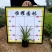 【矮化翠芦莉】5斤袋福建漳州基地直发欢迎合作洽谈