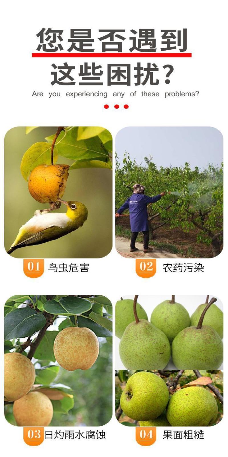 信泉果袋秋月梨袋黄金梨水晶梨翠冠梨双层套袋防水防虫育果袋