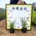 【矮化翠芦莉】5斤袋福建漳州基地直发欢迎合作洽谈