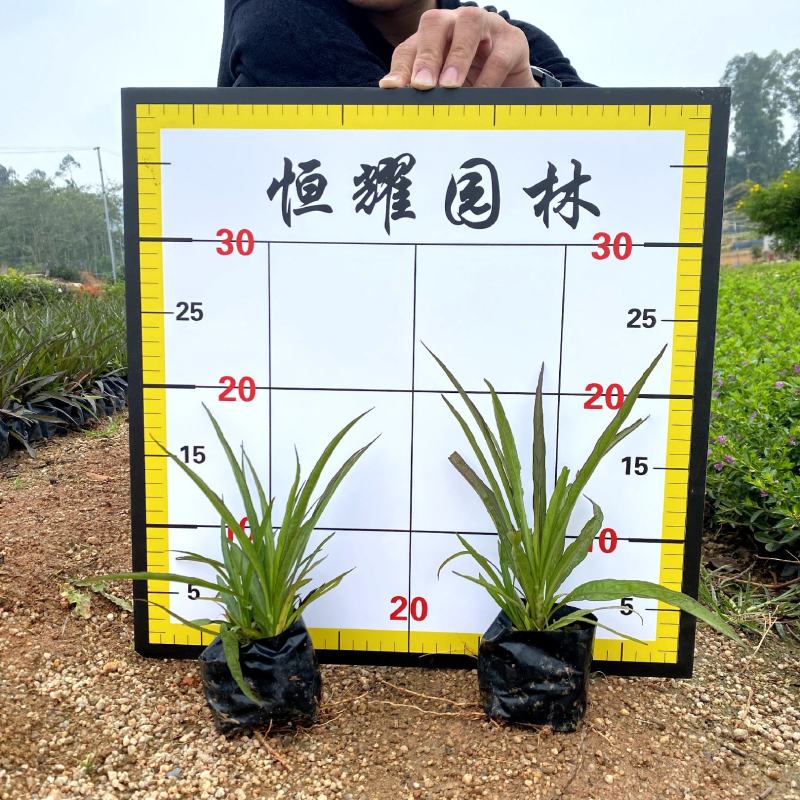 【矮化翠芦莉】5斤袋福建漳州基地直发欢迎合作洽谈