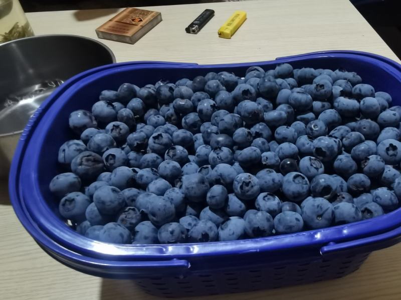 云南石屏蓝莓