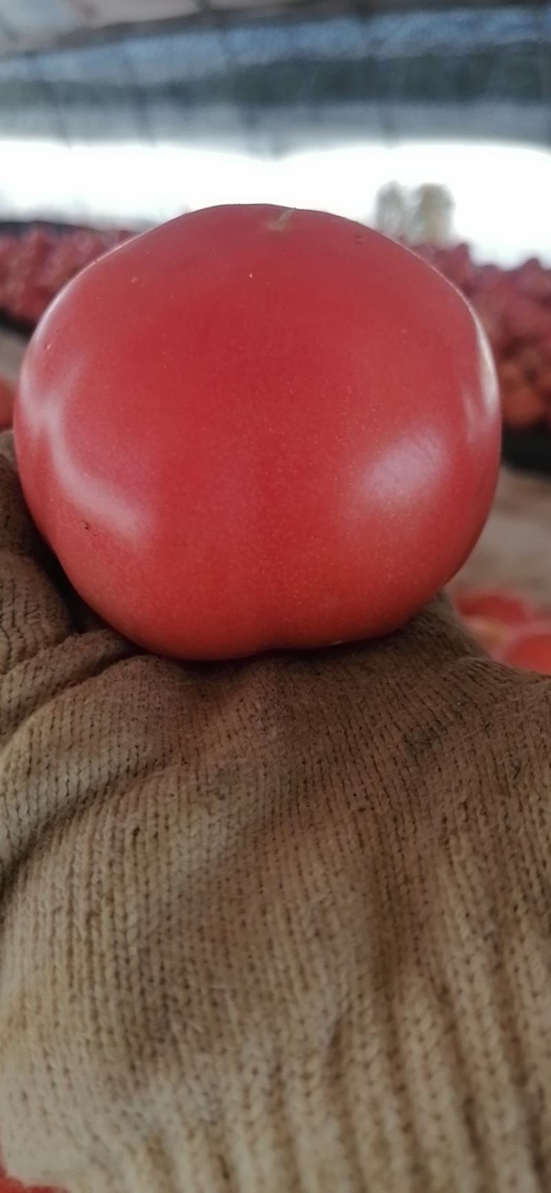 星火粉红番茄