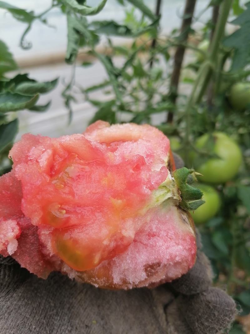 星火粉红番茄