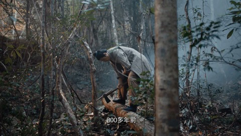 庆元香菇基地直发庆元薄菇、带脚去脚薄菇241-4等