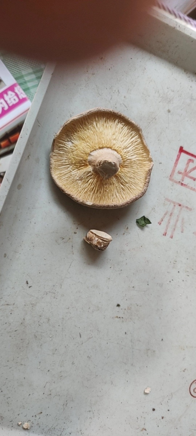 庆元香菇基地直发庆元薄菇、带脚去脚薄菇241-4等