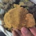 正品桑黄西藏野生特桑树金边桑黄正品特大野生藏桑黄