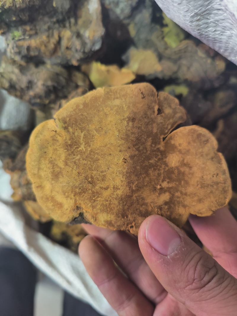 正品桑黄西藏野生特桑树金边桑黄正品特大野生藏桑黄