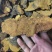 正品桑黄西藏野生特桑树金边桑黄正品特大野生藏桑黄