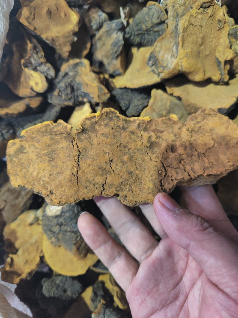 正品桑黄西藏野生特桑树金边桑黄正品特大野生藏桑黄