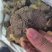 正品桑黄西藏野生特桑树金边桑黄正品特大野生藏桑黄