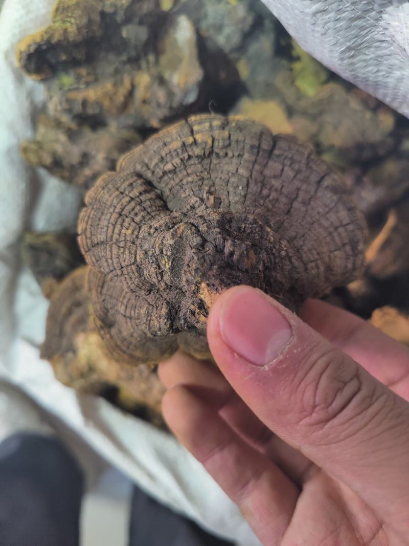 正品桑黄西藏野生特桑树金边桑黄正品特大野生藏桑黄