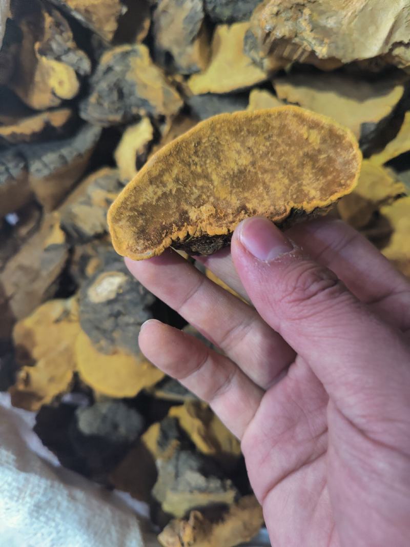 正品桑黄西藏野生特桑树金边桑黄正品特大野生藏桑黄