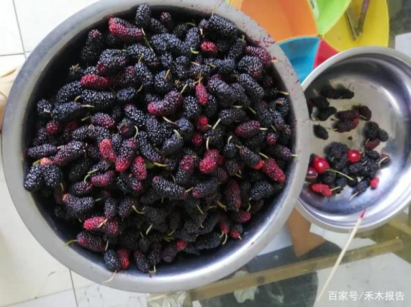 桑椹