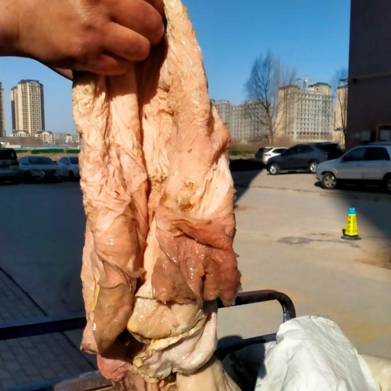 免洗肚子