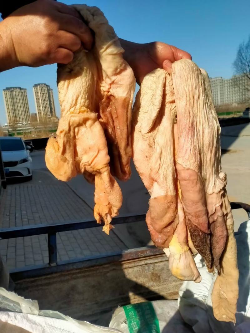 免洗肚子