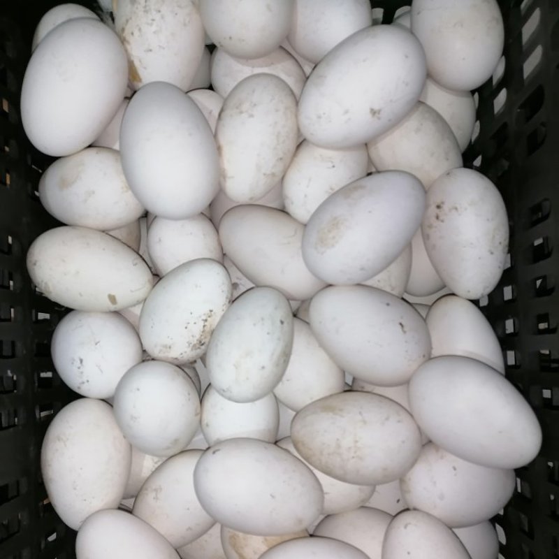 草甸大笨鹅，山林溜达鸡