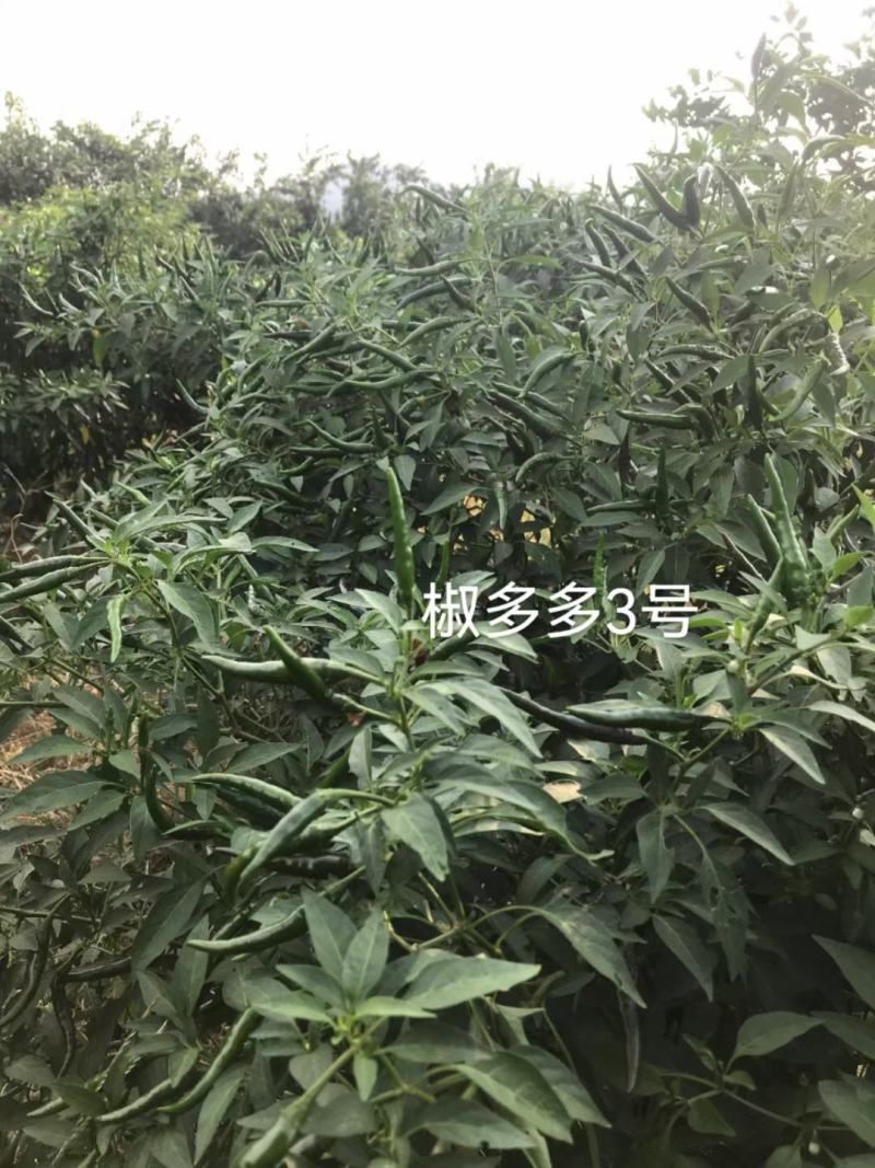 椒多多3号一代杂交早熟朝天椒种子大果泰国进口小米椒种子