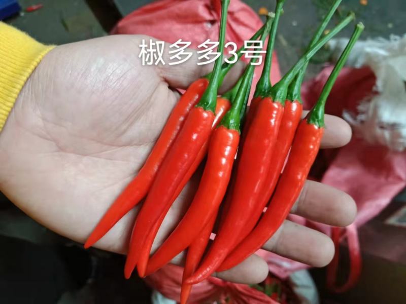 椒多多3号一代杂交早熟朝天椒种子大果泰国进口小米椒种子