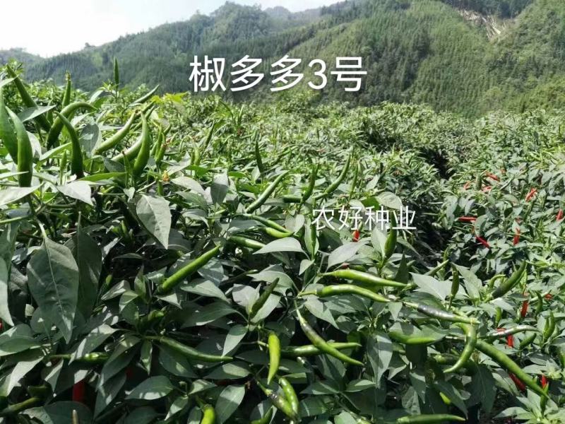椒多多3号一代杂交早熟朝天椒种子大果泰国进口小米椒种子