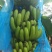 湛江市徐闻香蕉