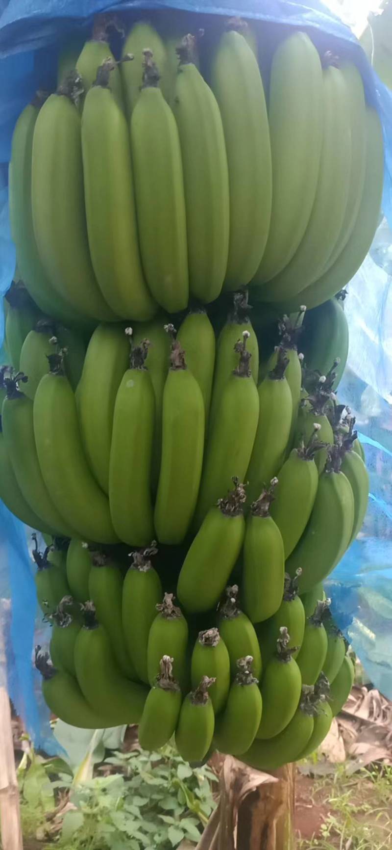 湛江市徐闻香蕉