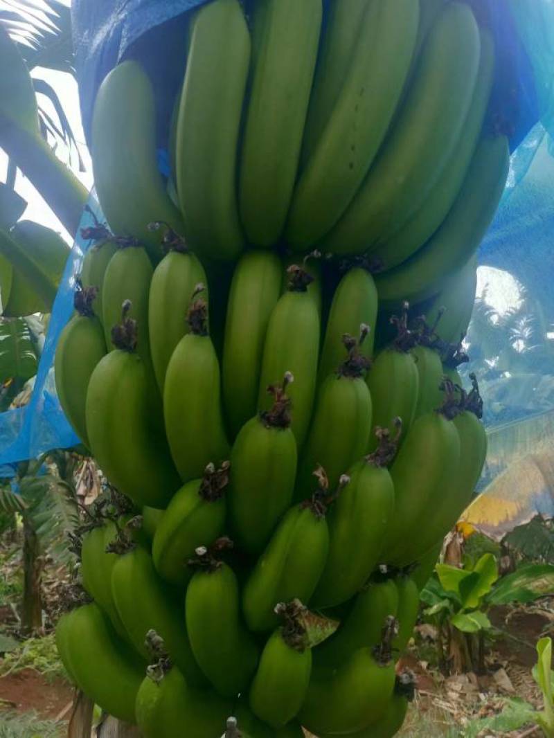 湛江市徐闻香蕉