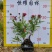 【银叶朗读木】5斤袋7斤袋各种规格欢迎咨询详谈