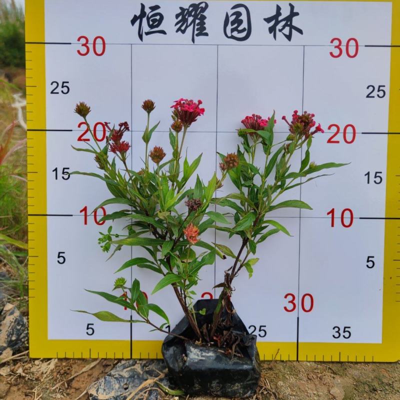 【银叶朗读木】5斤袋7斤袋各种规格欢迎咨询详谈