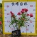 【银叶朗读木】5斤袋7斤袋各种规格欢迎咨询详谈
