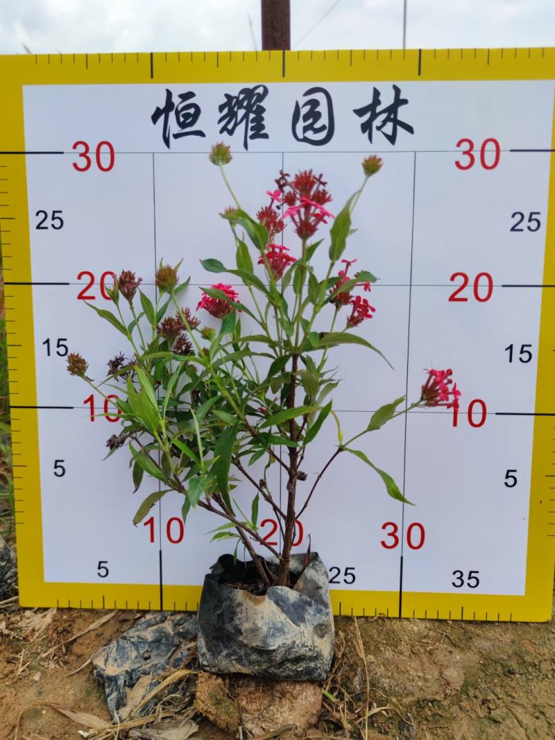 【银叶朗读木】5斤袋7斤袋各种规格欢迎咨询详谈