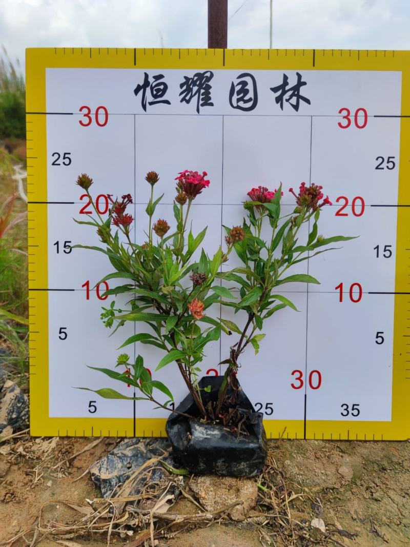 【银叶朗读木】5斤袋7斤袋各种规格欢迎咨询详谈