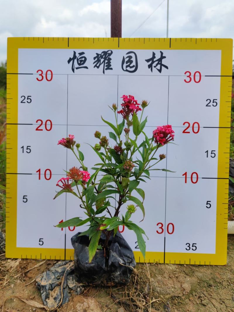 【银叶朗读木】5斤袋7斤袋各种规格欢迎咨询详谈