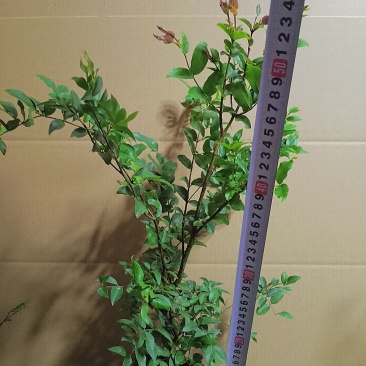 树葡萄嘉宝果杯苗有带黑色营养杯发货南北方适合栽种