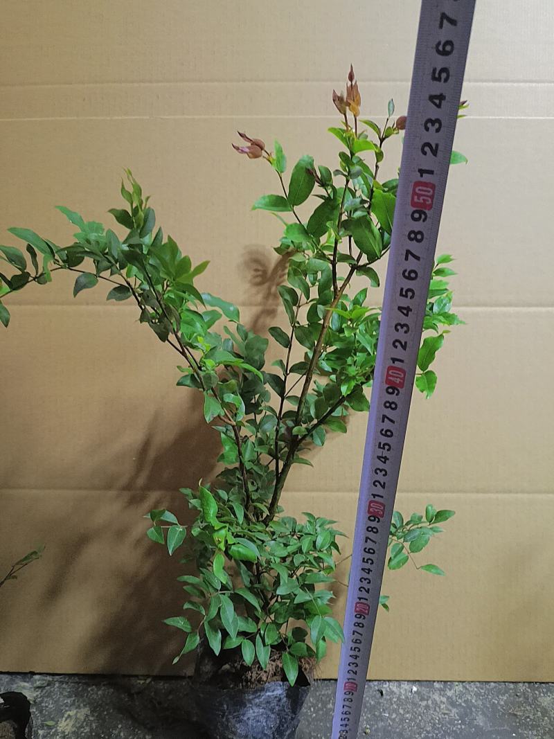 树葡萄嘉宝果杯苗有带黑色营养杯发货南北方适合栽种