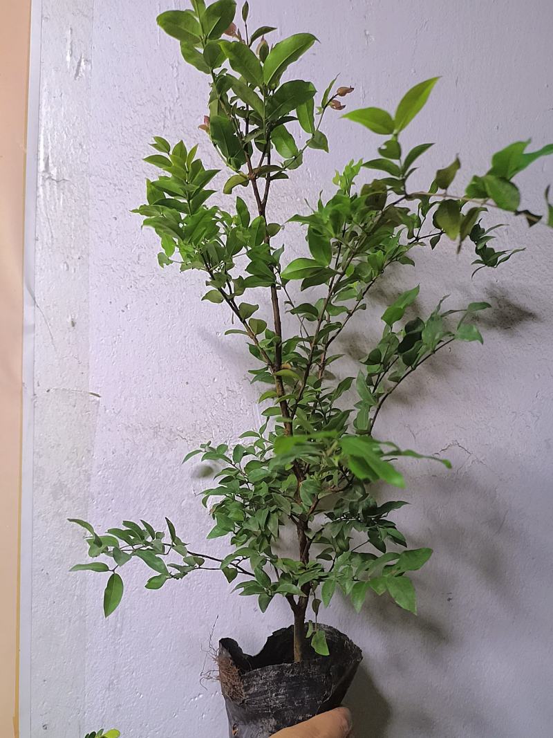 树葡萄嘉宝果杯苗有带黑色营养杯发货南北方适合栽种