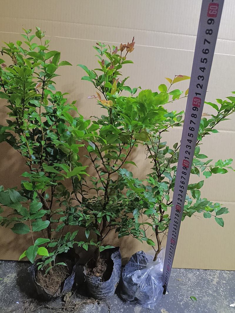 树葡萄嘉宝果杯苗有带黑色营养杯发货南北方适合栽种