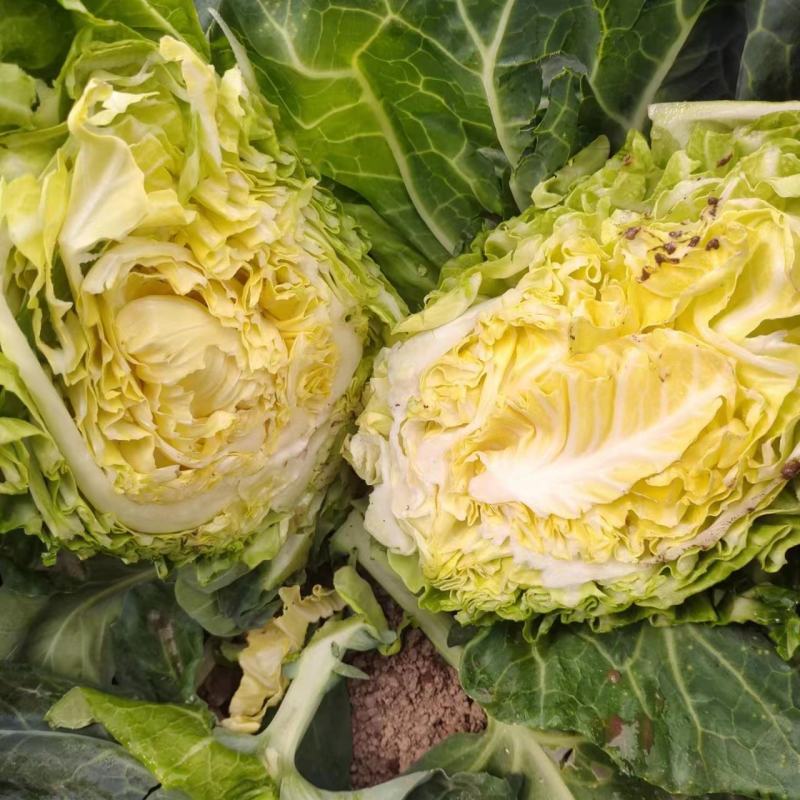 牛心菜牛心甘蓝大量上市产地直供欢迎采购诚信经营1111