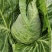 牛心菜牛心甘蓝大量上市产地直供欢迎采购诚信经营1111