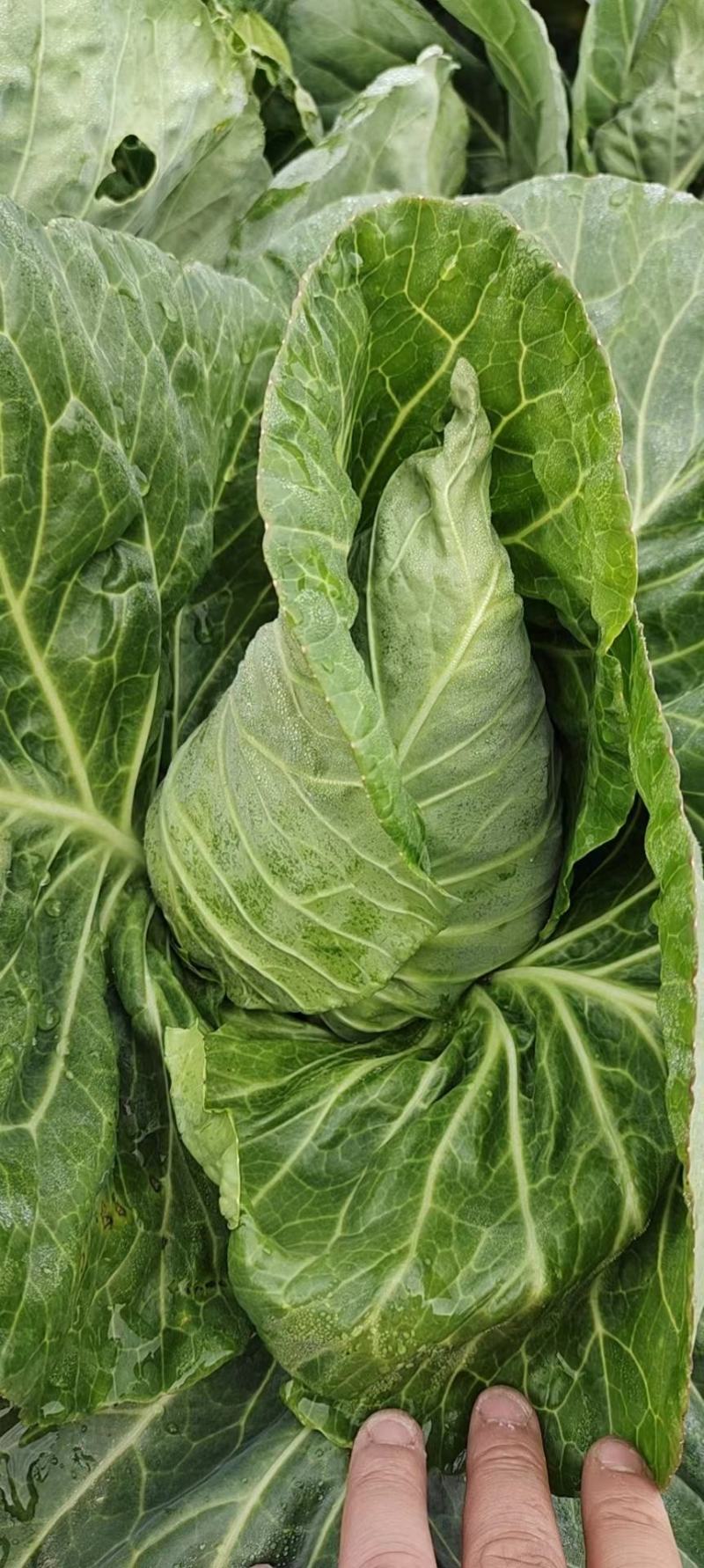 牛心菜牛心甘蓝大量上市产地直供欢迎采购诚信经营1111