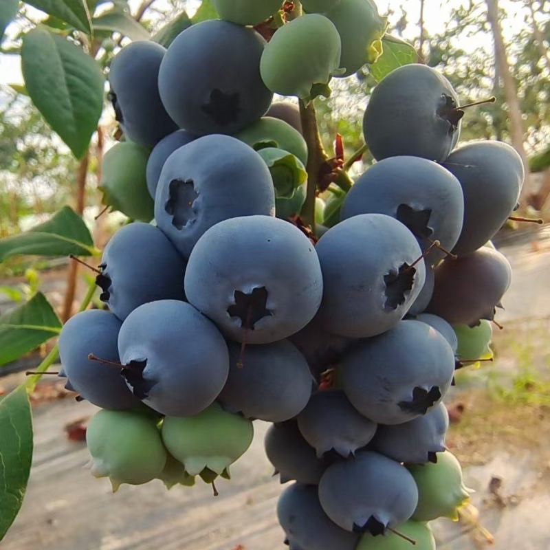 蓝莓