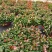 360#花叶洛石