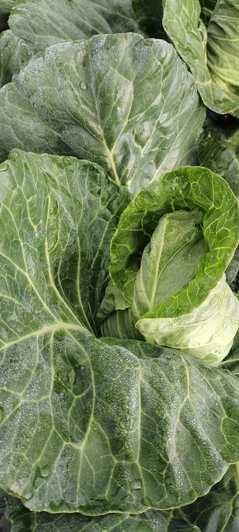 牛心菜牛心甘蓝大量上市产地直供欢迎采购11