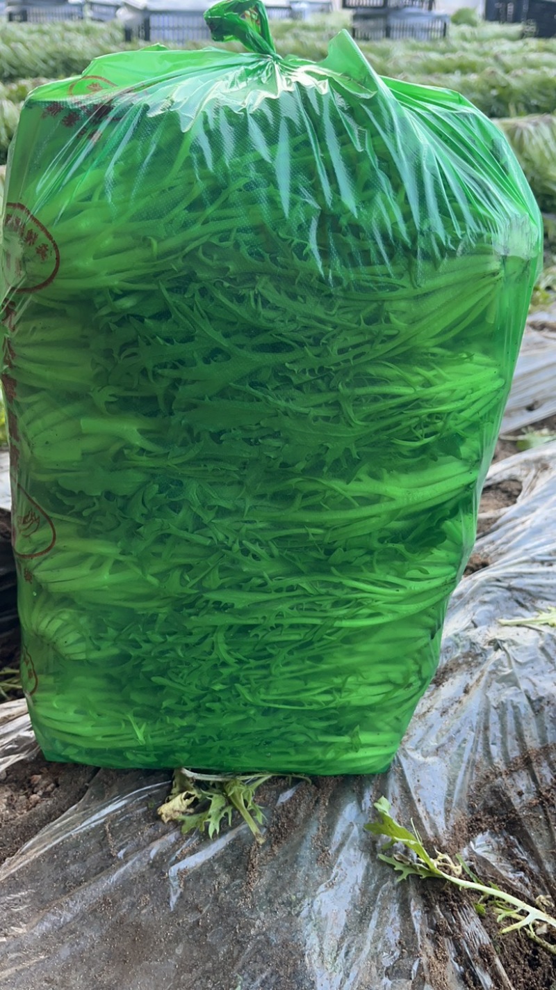 苦菊，精品苦菊，大量现货供应充足！需要的联系