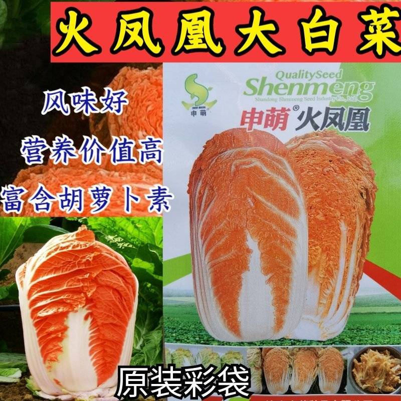 火凤凰大白菜种子橘红心白菜秋播抗热耐寒早熟营养蔬菜种籽