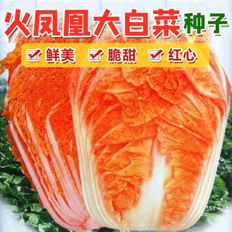 火凤凰大白菜种子橘红心白菜秋播抗热耐寒早熟营养蔬菜种籽